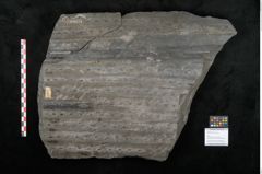 Foto (Objekt + Etikett) von Sigillaria remiformis Brongniart (NHMW-GEO-2024-0188-11231)